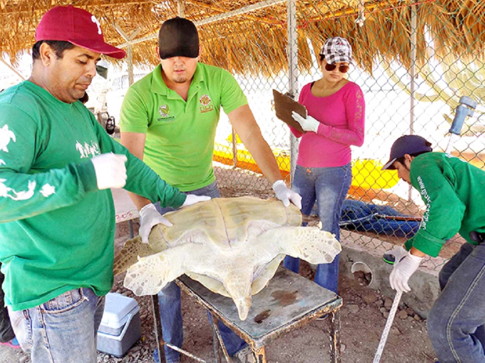 Estudia IPN herpevirus y tumoraciones en tortugas marinas