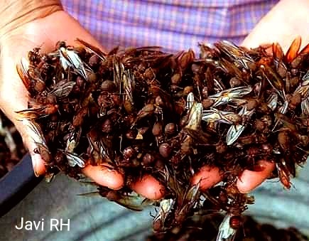 Chicatanas de Huatusco