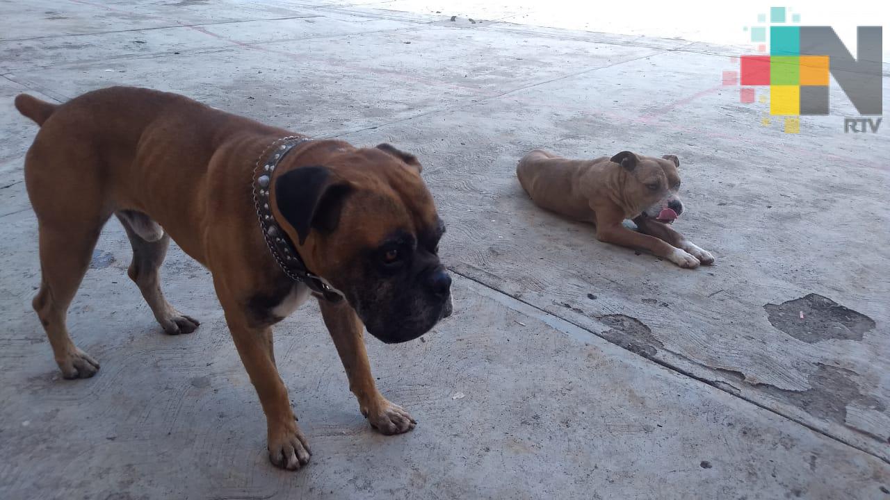 Campaña de esterilización canina y felina en Ilamatlán inicia el 17 de junio