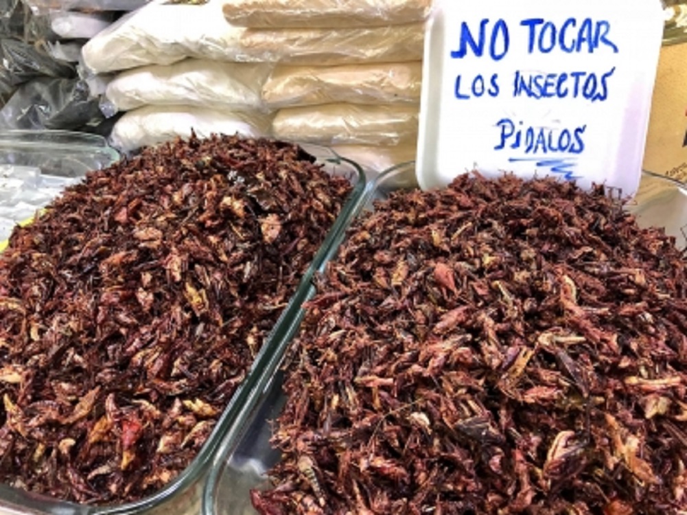 Insectos, una posible alternativa alimentaria para el futuro