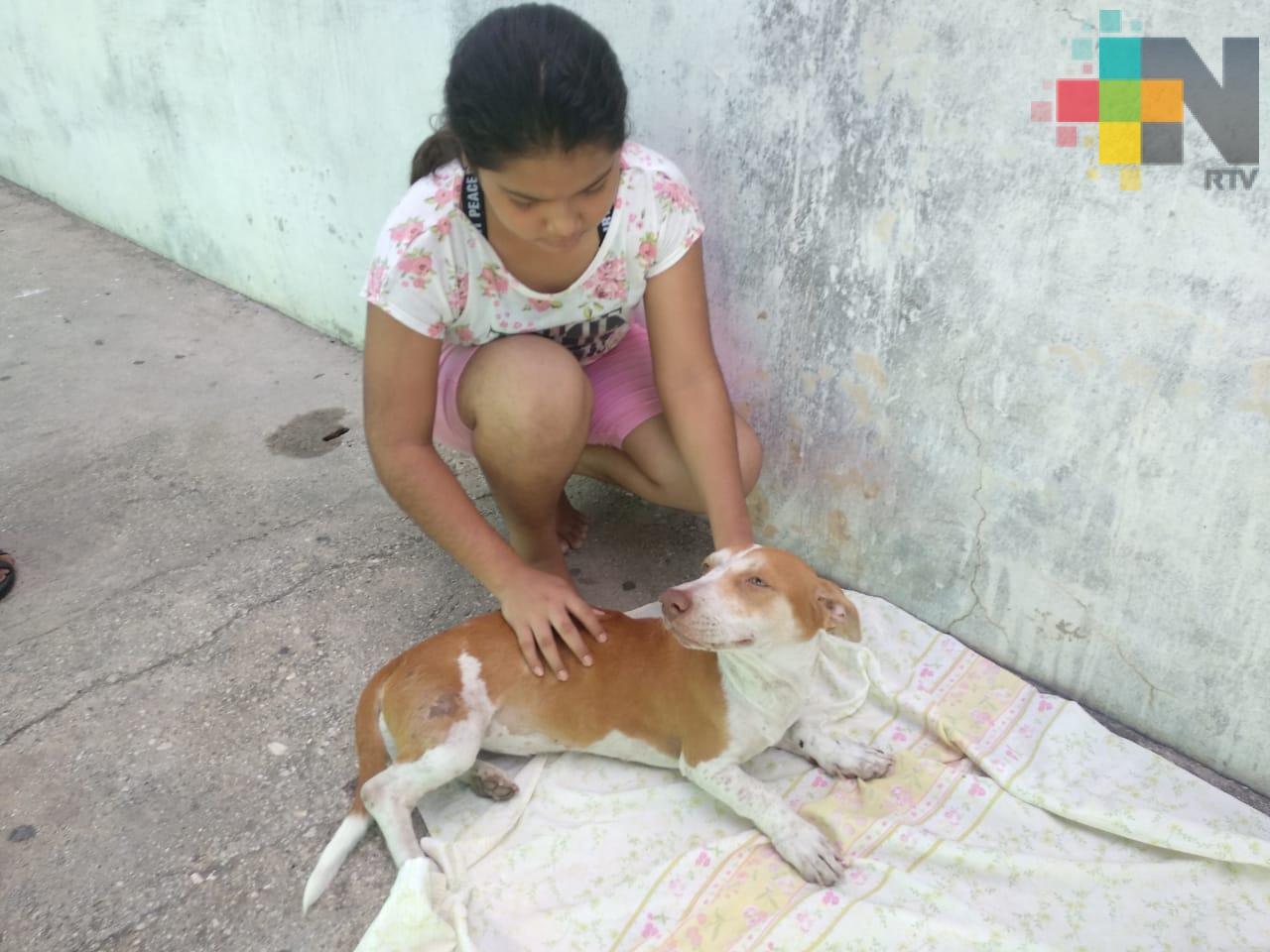 Denuncian que taxista atropelló a su mascota y se fugó, en Coatzacoalcos