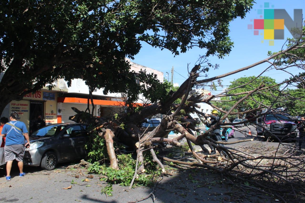 Cae árbol sobre dos vehículos