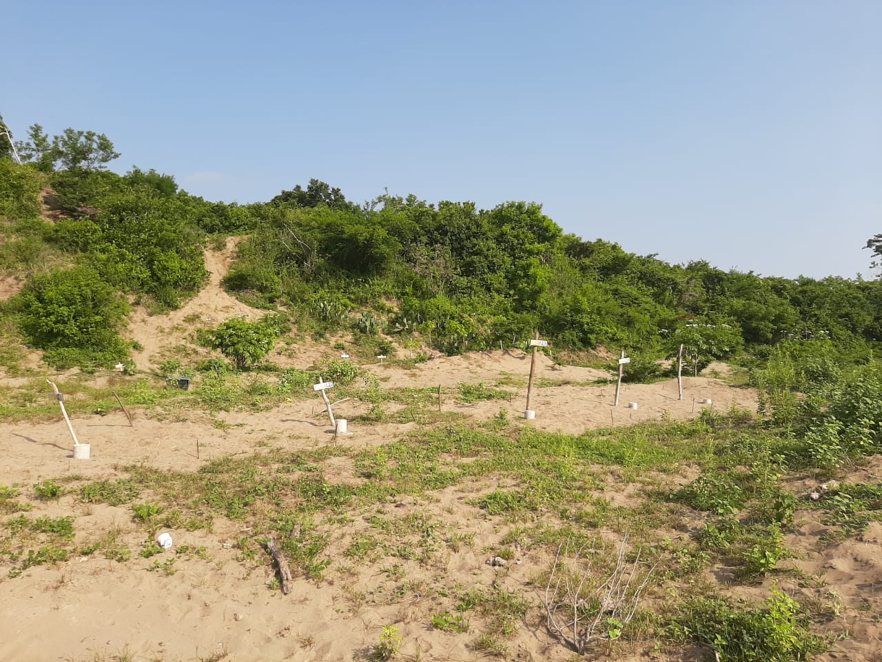 Ordena SCJN entregar información de fosas clandestinas en Veracruz