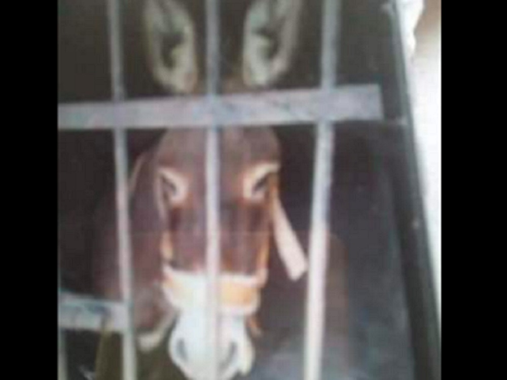 Denuncian encarcelamiento de un burro en comunidad de Oaxaca