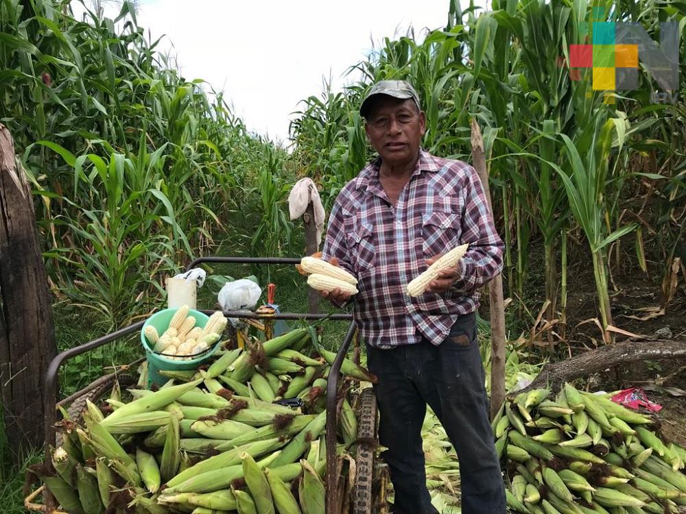 Productores de maíz de la Cuenca del Papaloapan piden apoyos para tener mejores cosechas