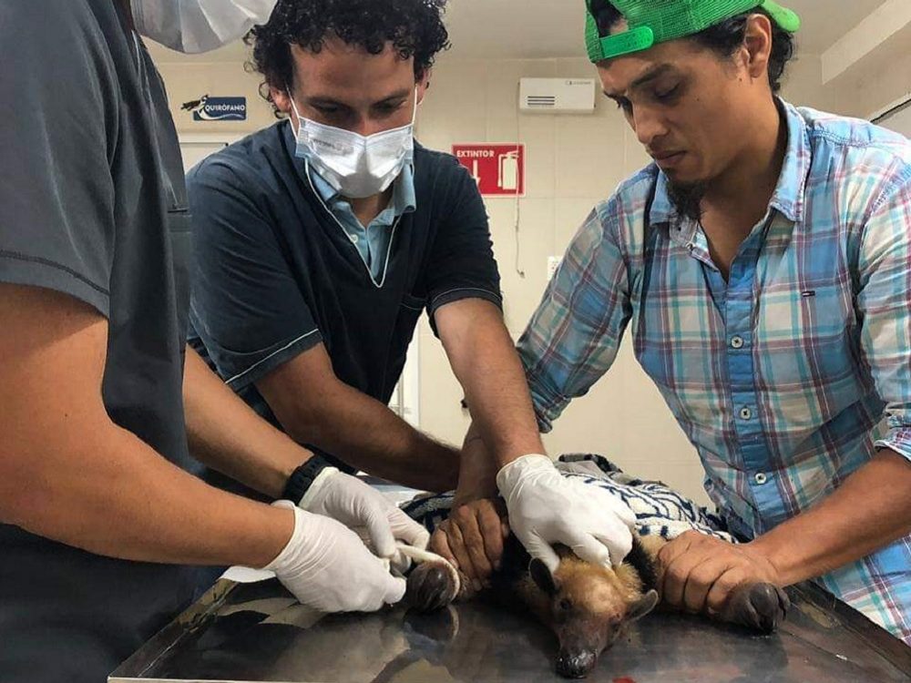 Rescatan oso hormiguero herido en carretera del municipio de Alvarado