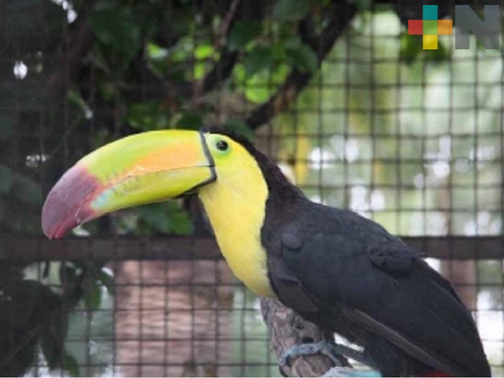México reforzará lucha contra tráfico de especies