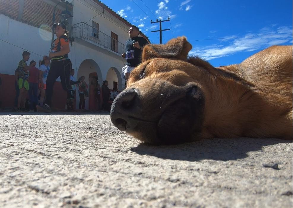 Perro durmiente en Tlacolulan