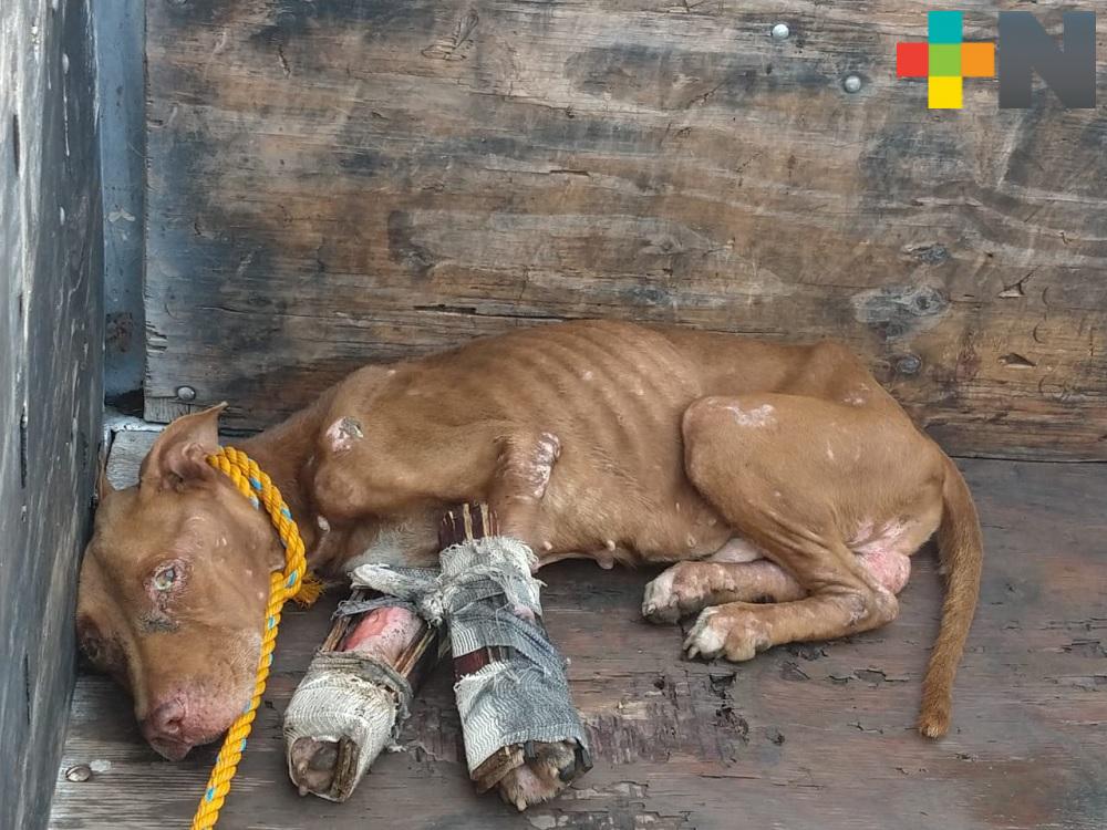 Continúa presentándose maltrato animal en municipio de Veracruz