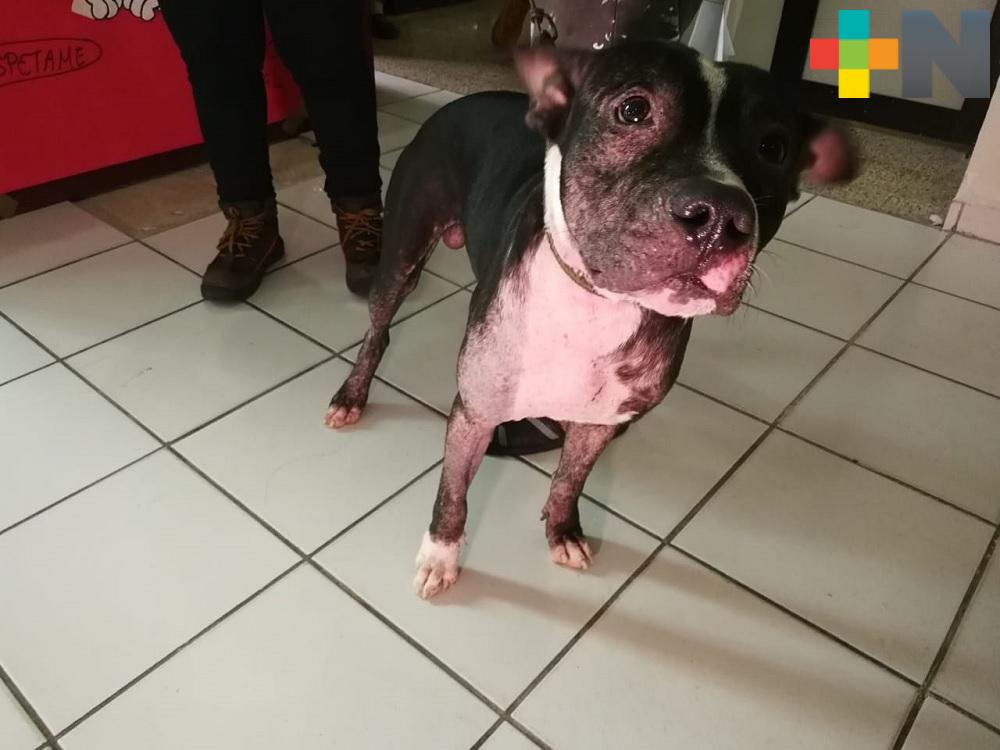 En Coatzacoalcos maltrato a mascotas se ha vuelto más extremo: Animalista