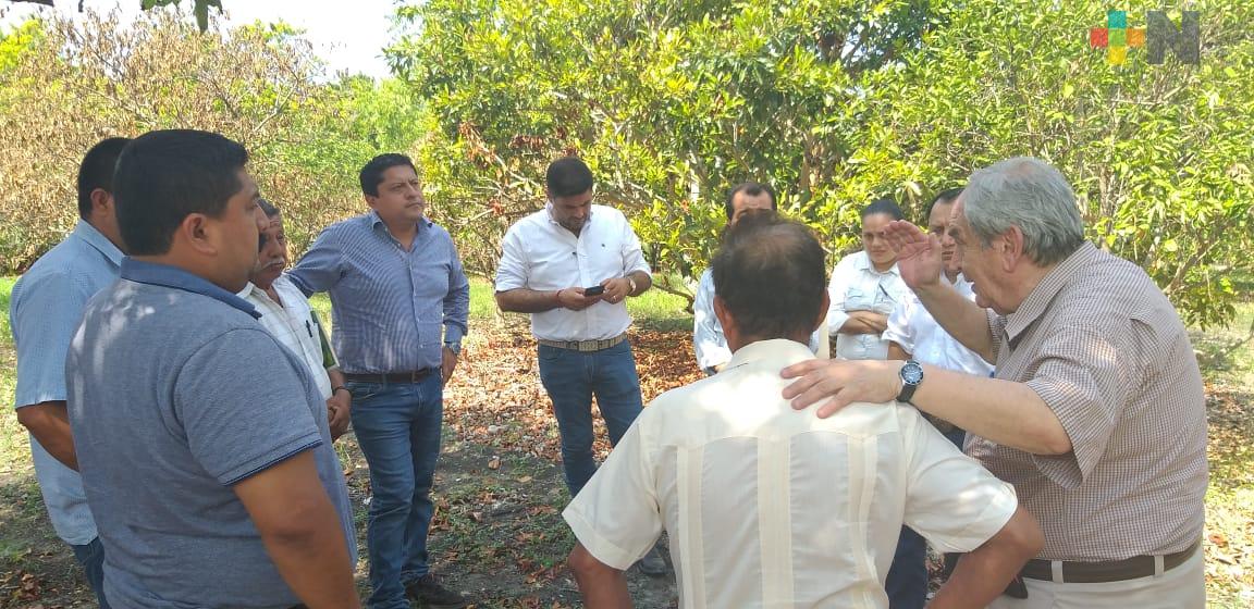 Inicia SEDARPA campaña contra enfermedad de los cítricos, en el Totonacapan