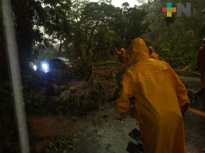 Desprendimiento de rocas y caída de árboles por lluvia en Teocelo