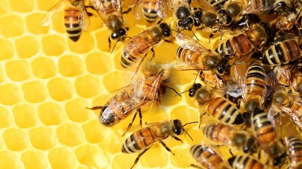 Sin las abejas habrá desabasto de alimentos