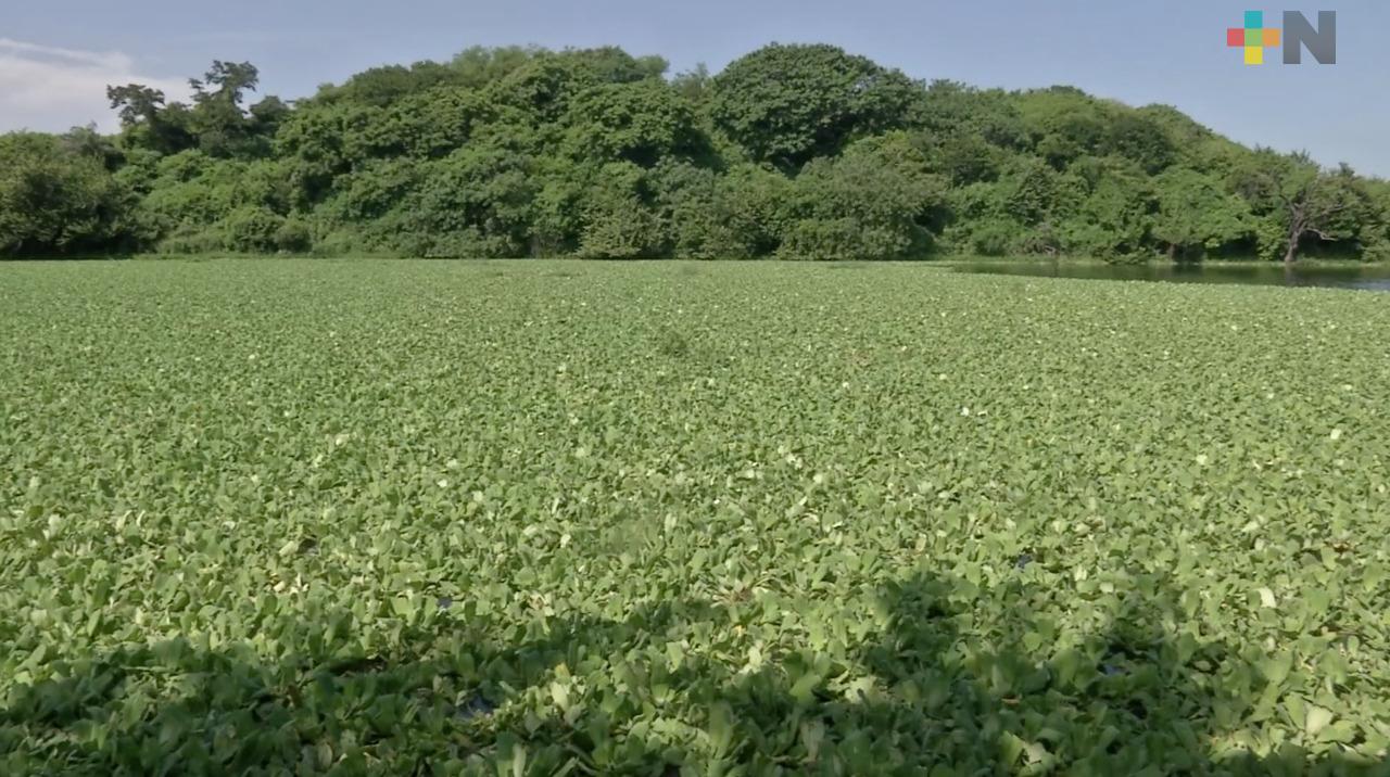 Piden desazolvar laguna del fraccionamiento Lomas del Coyol, en Veracruz puerto