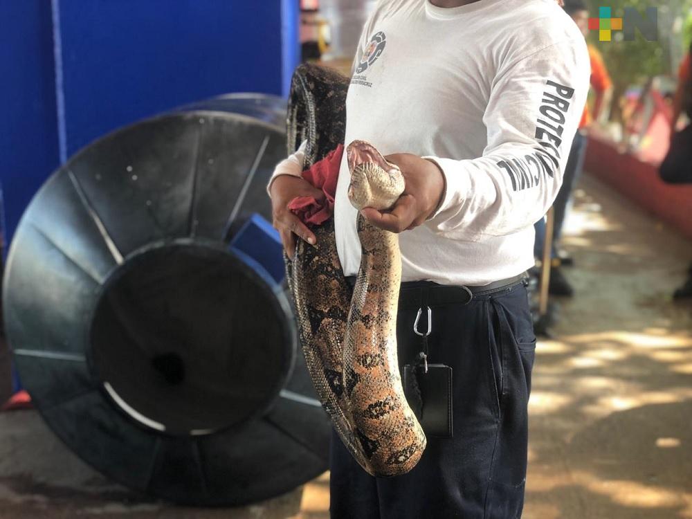 Capturan tres boas y un cocodrilo en Coatzacoalcos