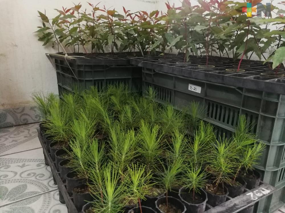 Mil 500 hectáreas veracruzanas fueron beneficiadas por programa de plantaciones forestales comerciales