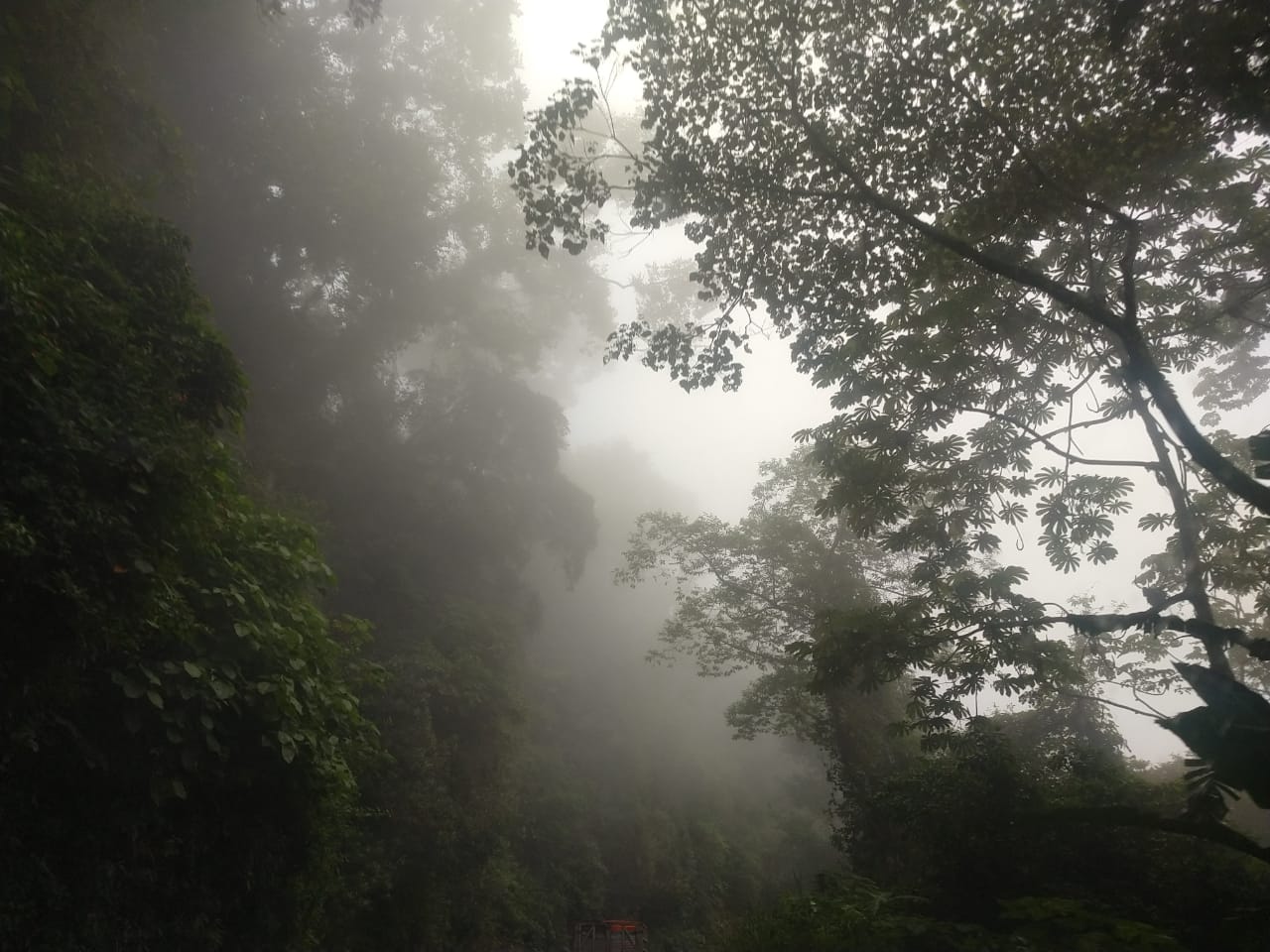 Neblina en Teocelo