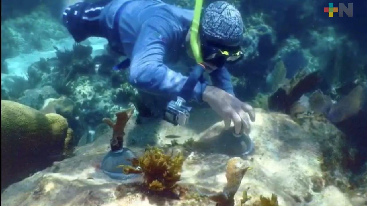 Reconocen labor de Oceanus en restauración del Sistema Arrecifal Veracruzano