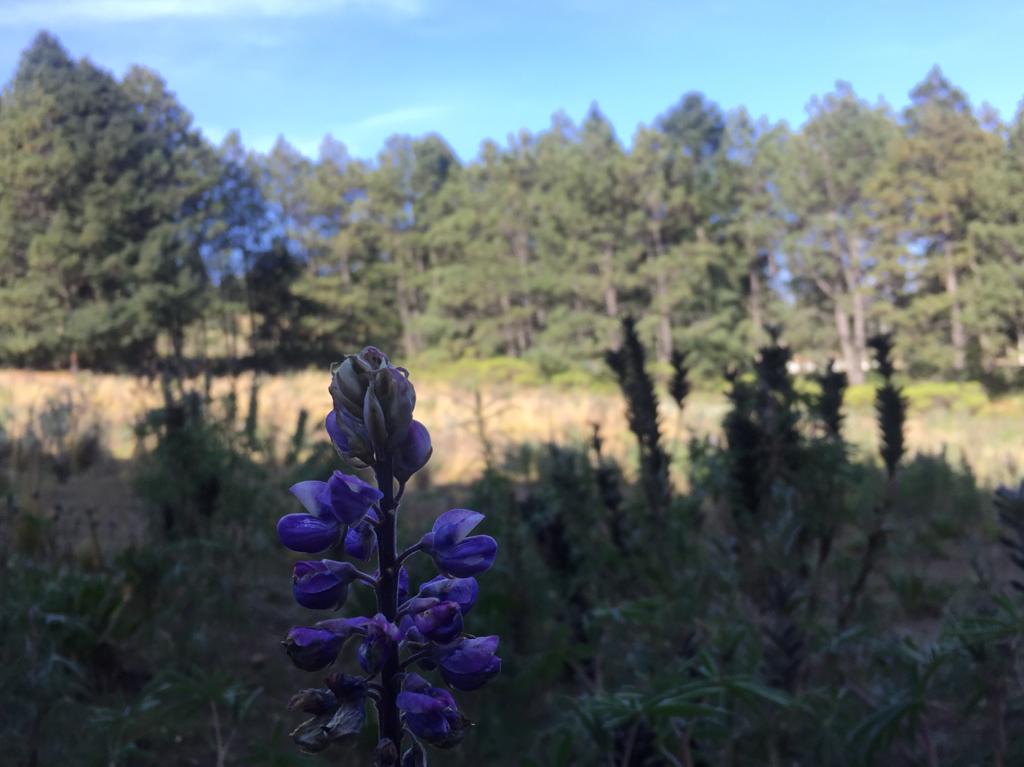 Lupinus montanus en Perote
