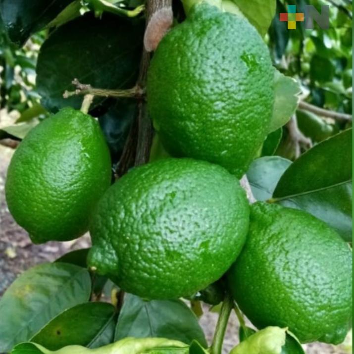 Mejora precio del limón en la zona norte
