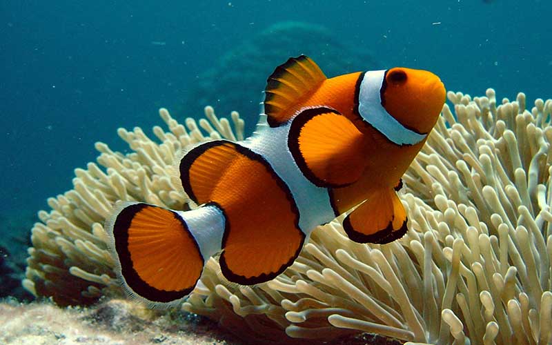 Pez payaso en lista de especies amenazadas por cambio climático