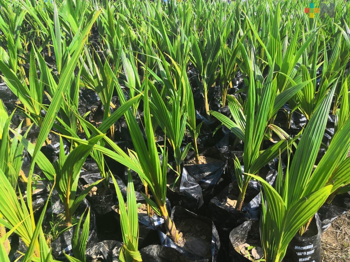 Sedarpa fortalece el cultivo de palma de coco en municipios costeros de Veracruz