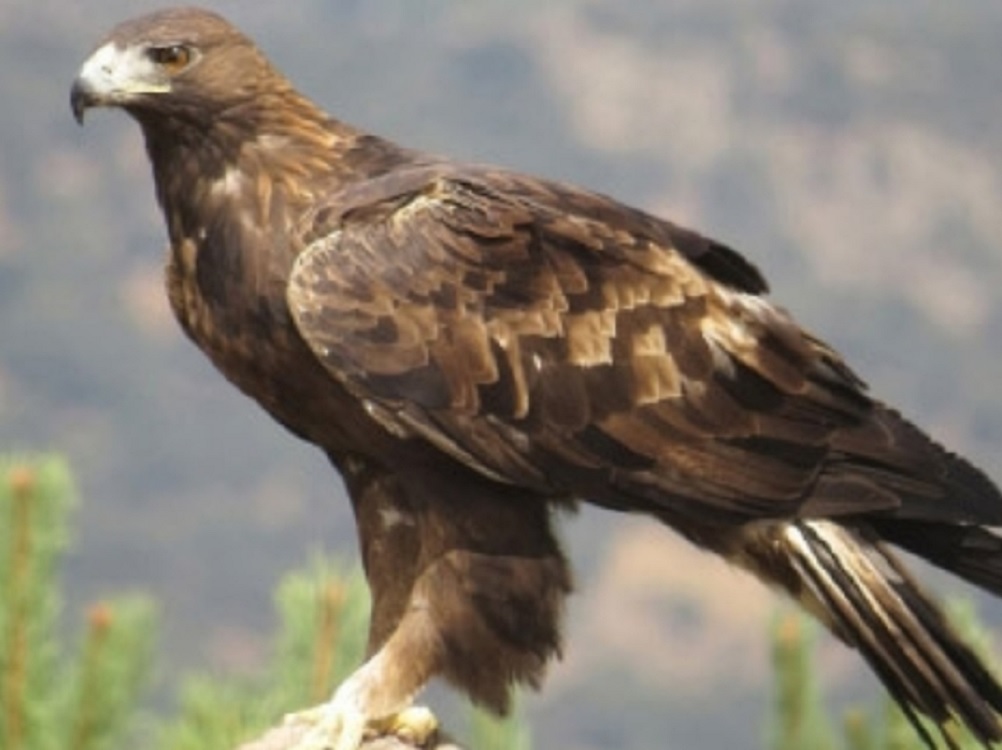 Amenaza industria de papas a especie en peligro de extinción