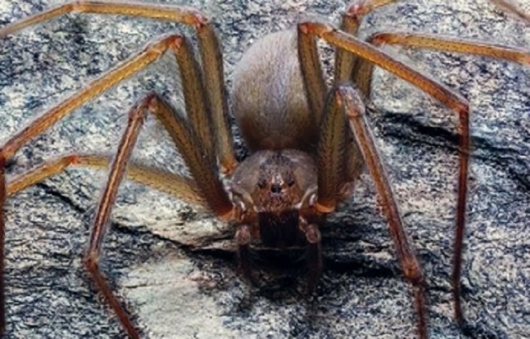Alumnos de la UNAM hallan nueva especie de araña violinista