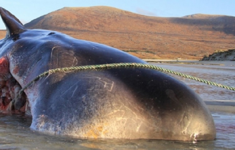 Encuentran 100 kilos de basura en estómago de ballena