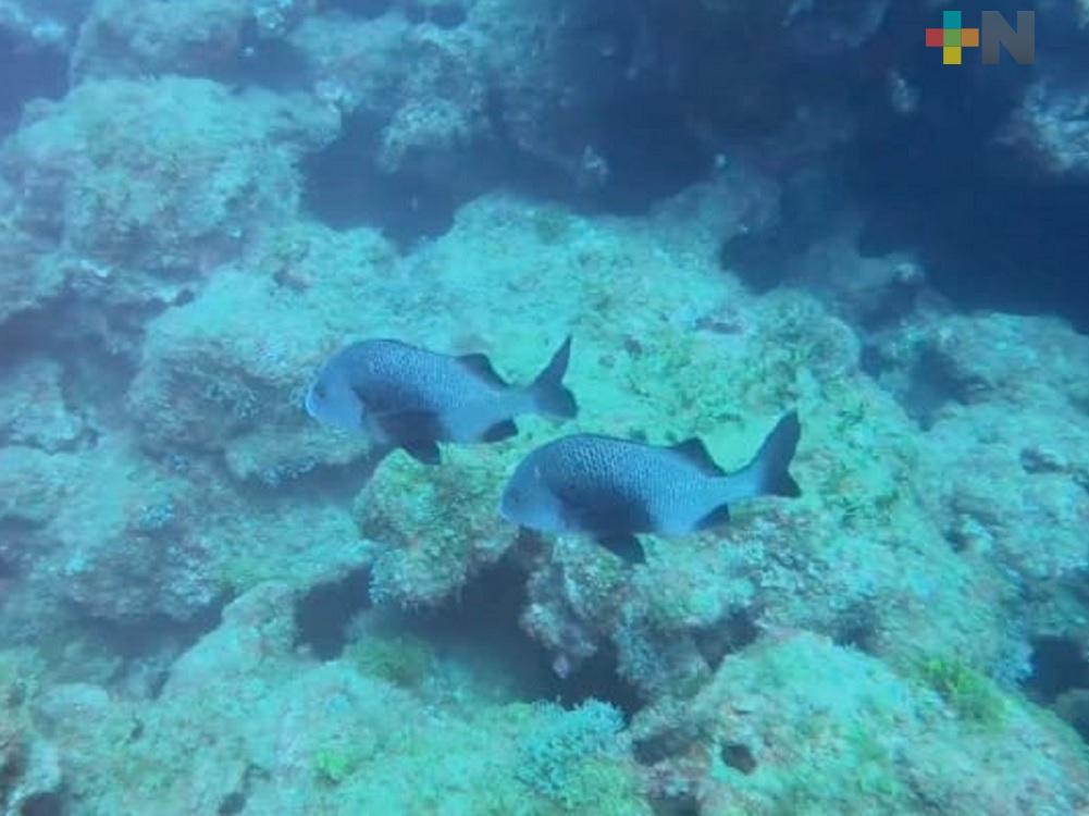 ITBoca y UV continúan con investigación en corredor arrecifal del suroeste del Golfo de México