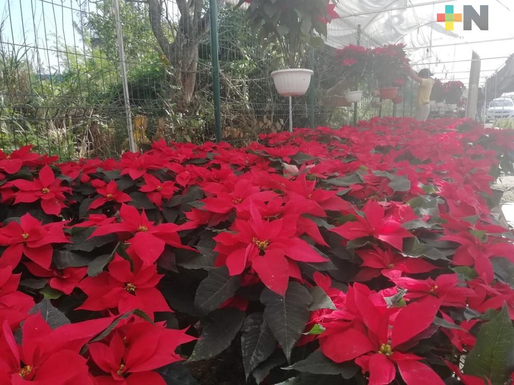 Llegan a Coatzacoalcos comerciantes de flor de Nochebuena