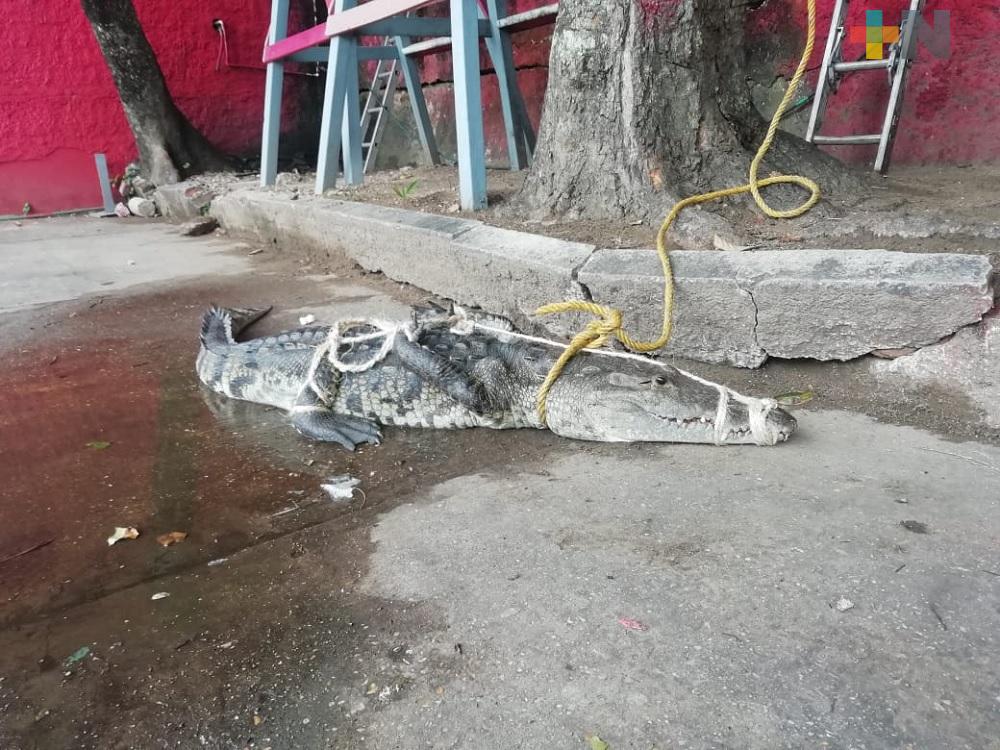 PC Coatzacoalcos captura a cocodrilo de casi dos metros