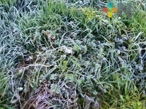 Sierra de Huayacocotla recibe temporada invernal con heladas y nevadas