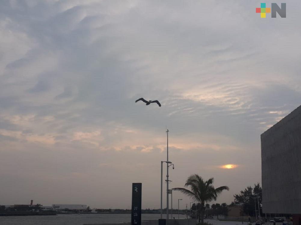 En Boca del Río realizarán el primer conteo de aves playeras