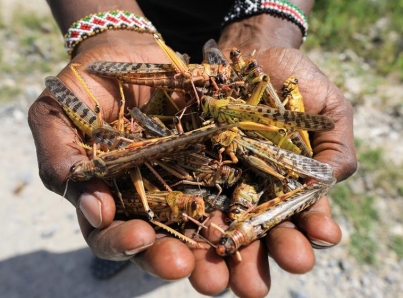 Urgen ayuda internacional por invasión de langostas en África