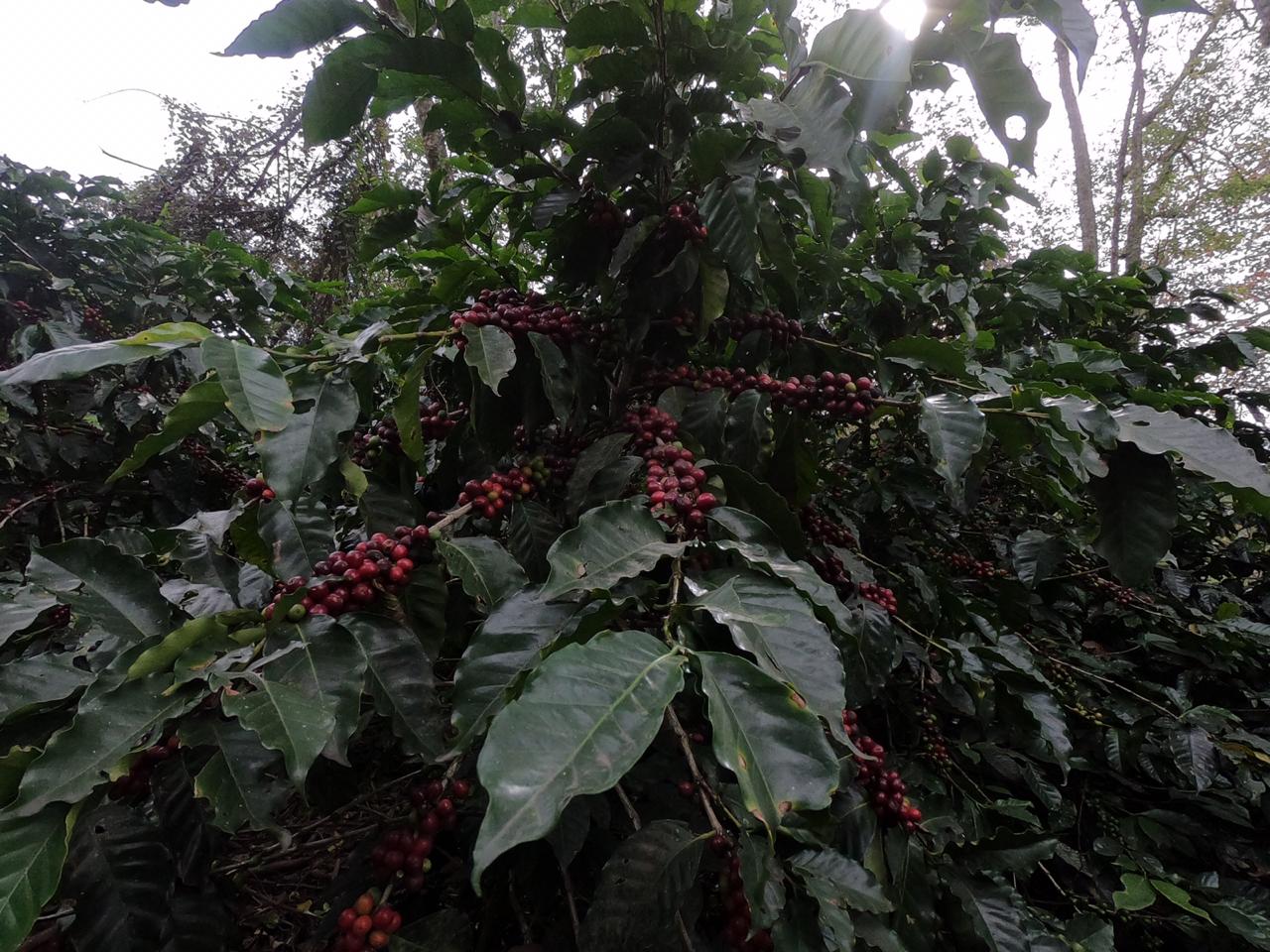Mata de Café, Coatepec