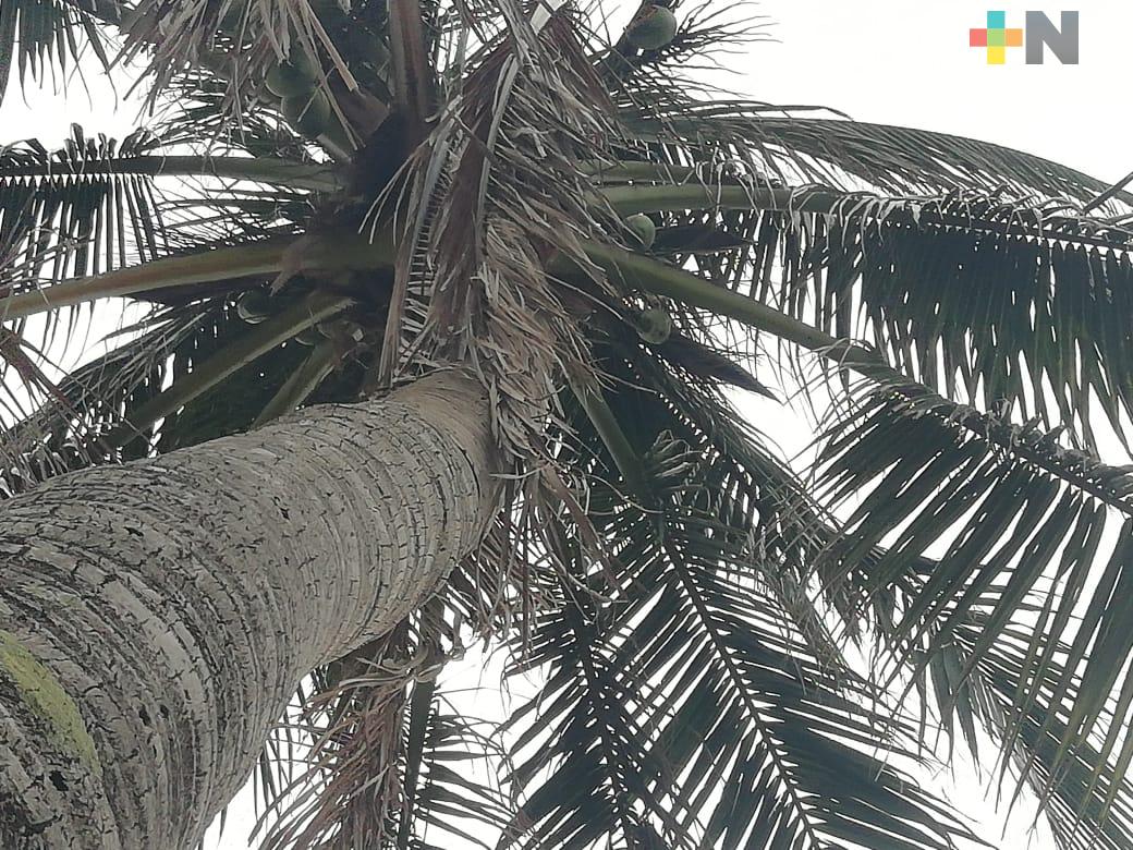 Necesario incluir plantación de coco en Sembrando Vida: productor