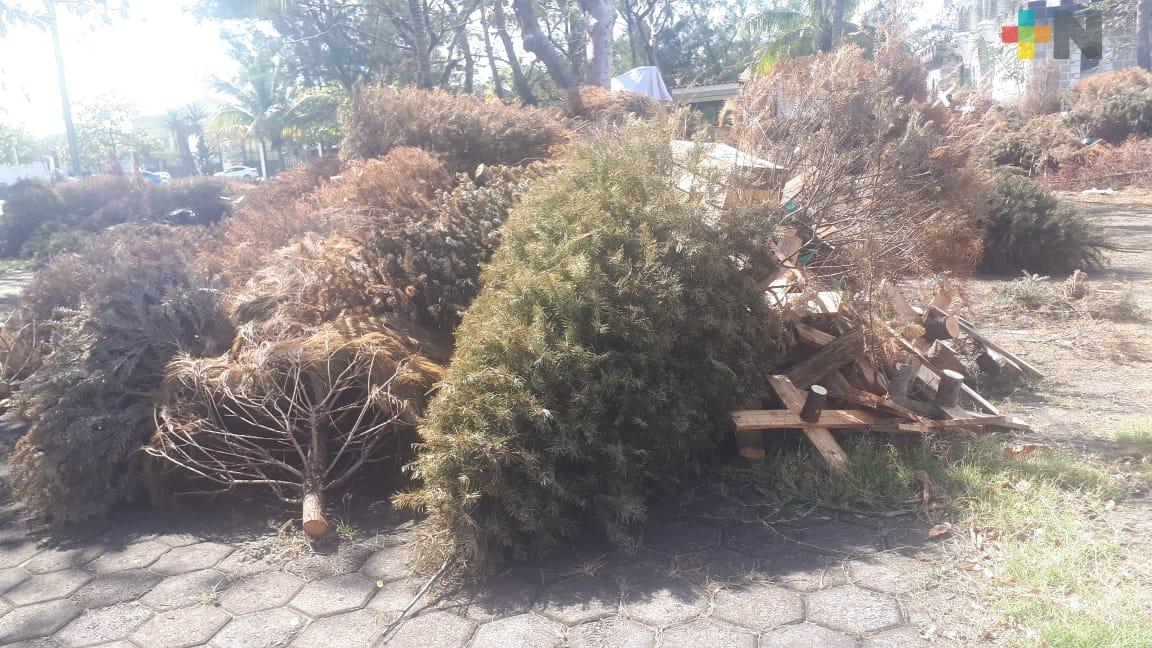 Este viernes iniciará el programa “Recicla tú Navidad”; se pretende recolectar más de dos mil arbolitos