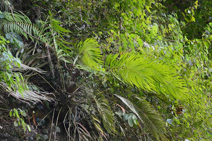Especies de cícadas mexicanas, en peligro de extinción