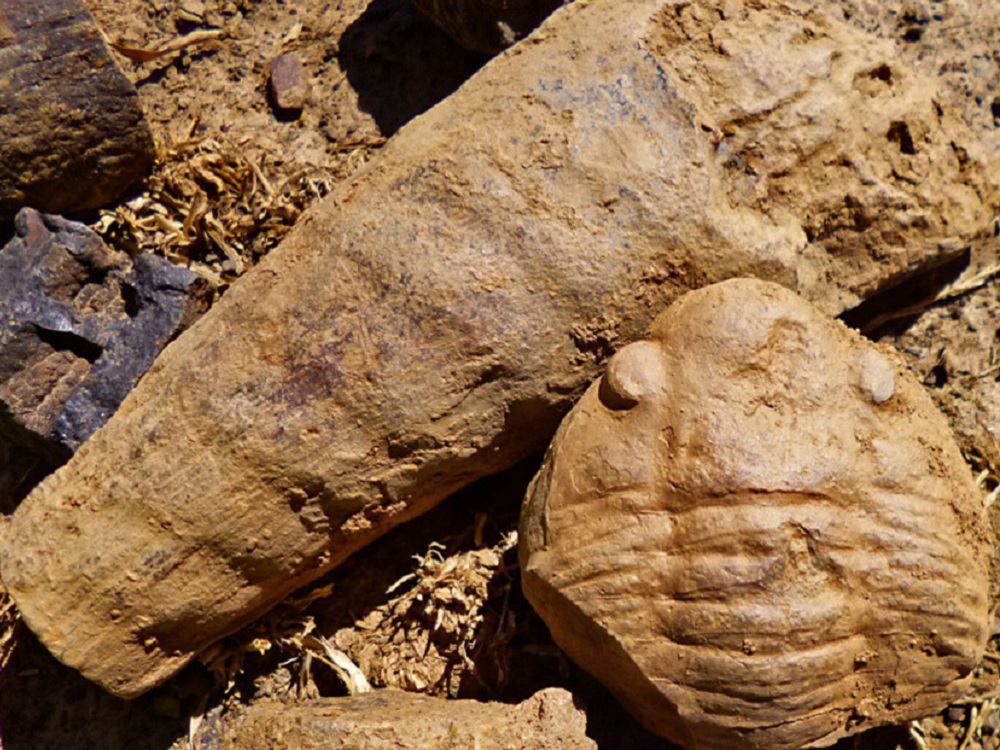 Descubren fósil marino de 465 millones de años