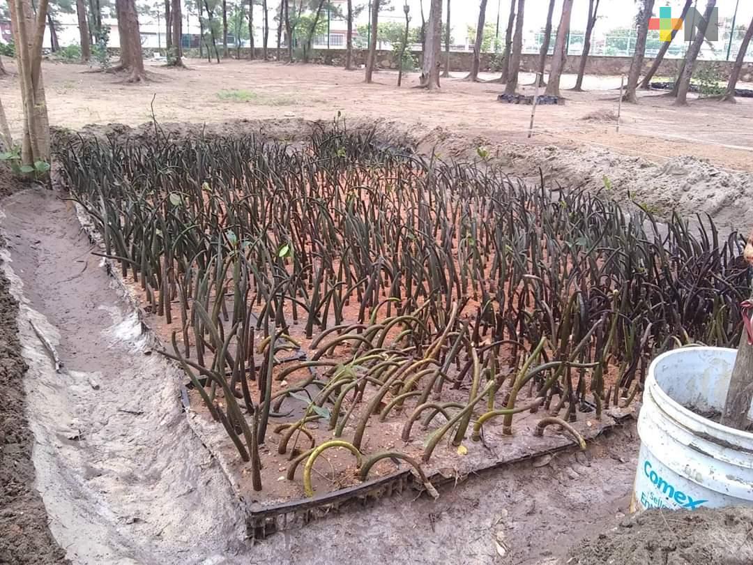 Usarán mangle para proteger playas de Coatzacoalcos
