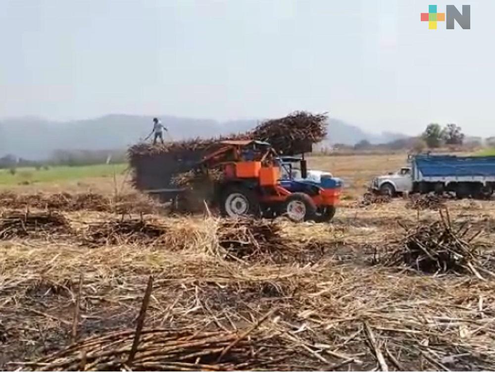 Campo veracruzano continúa trabajando a pesar de emergencia sanitaria