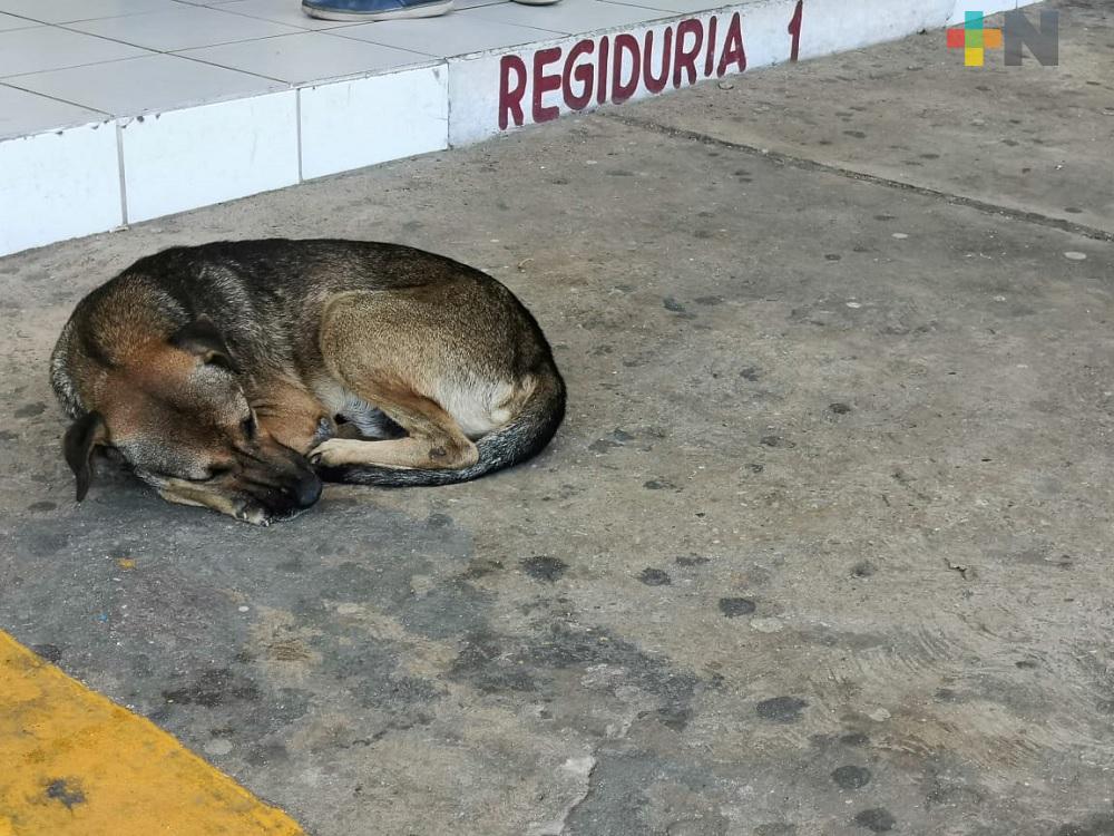 Asociación continúa apoyando a perros y gatos abandonados durante pandemia