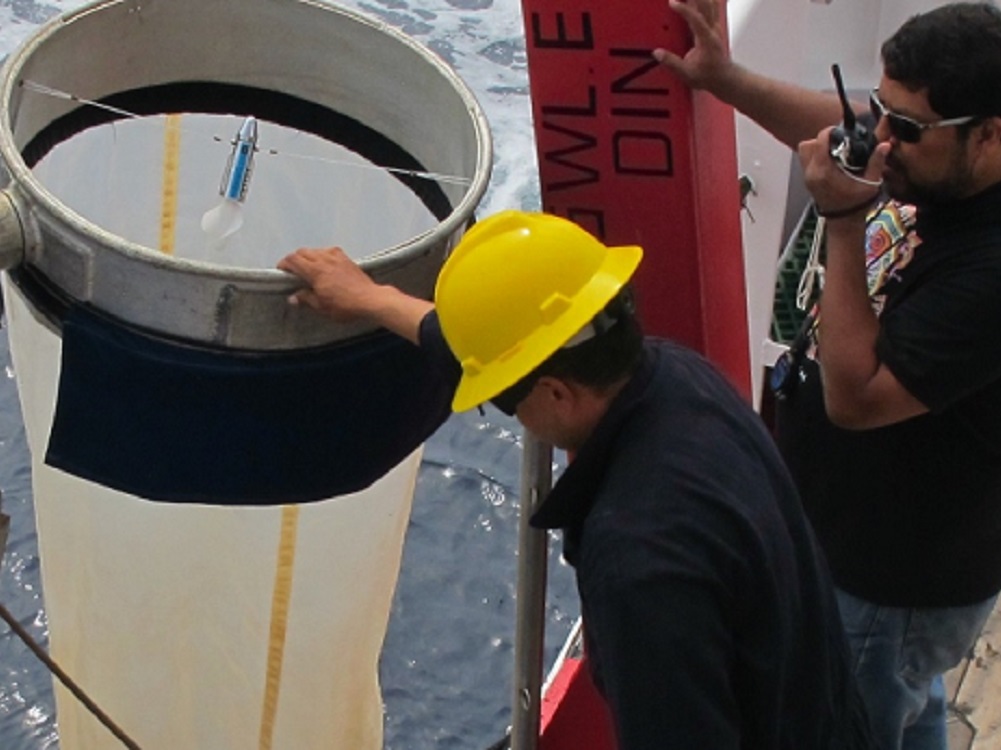 Descubre IPN dos especies de moluscos microscópicos en el Golfo de California