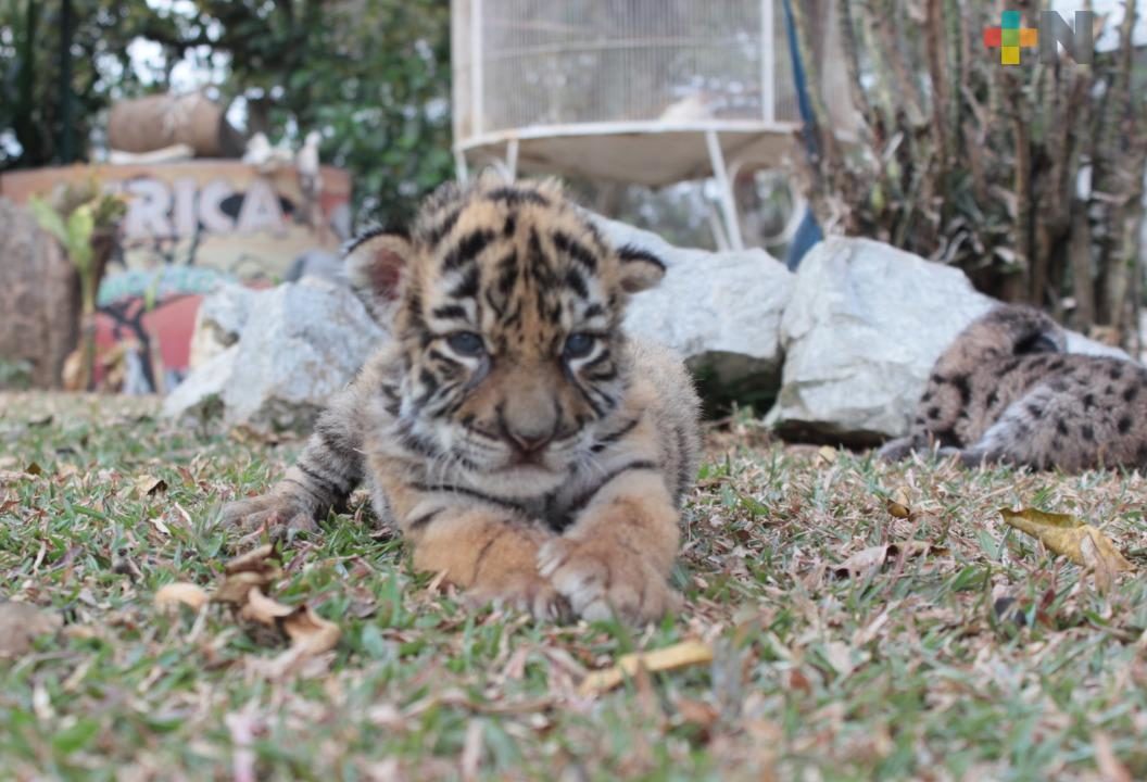 Nombran Covid a tigre de bengala que nació en zoológico de Córdoba