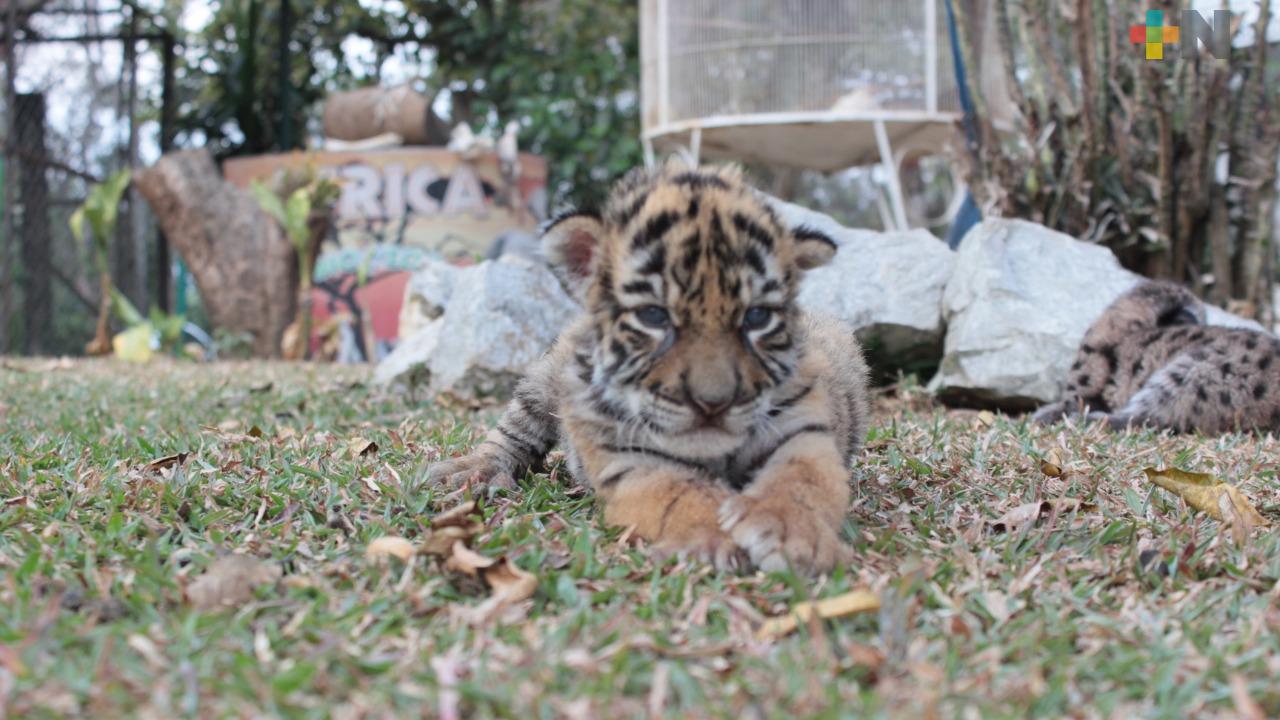 Nombran Covid a tigre de bengala quenació en zoológico de Córdoba