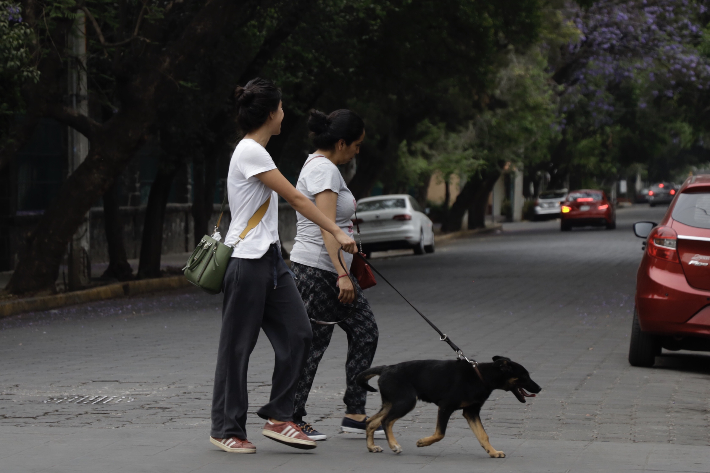Temen aumento de abandono de mascotas por Covid-19