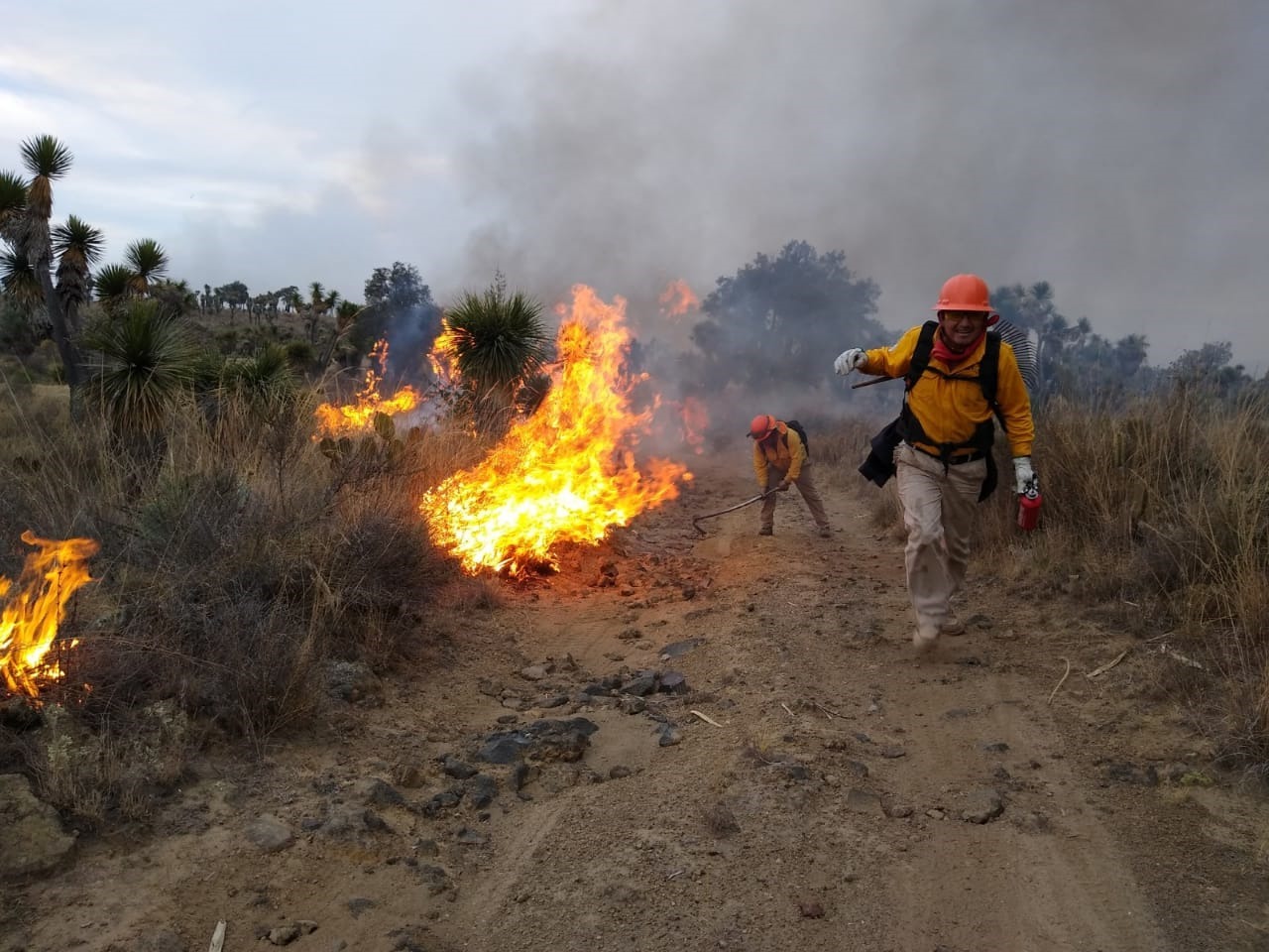 En lo que va de 2020, disminuyeron 60% los daños provocados por incendios forestales: Sedema