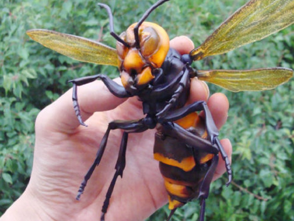 Activa México vigilancia epidemiológica por avispón gigante