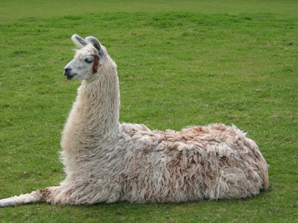 Llama se convierte en la nueva esperanza contra COVID-19